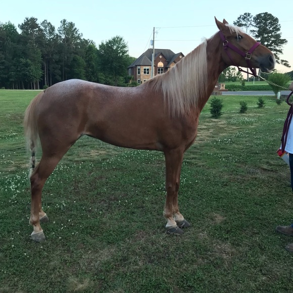 Meet your Posher, Stephanie - Picture 3 of 3